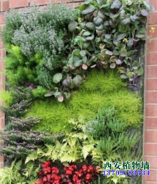 陕西植物墙：室内植物墙养护浇水的重要作用