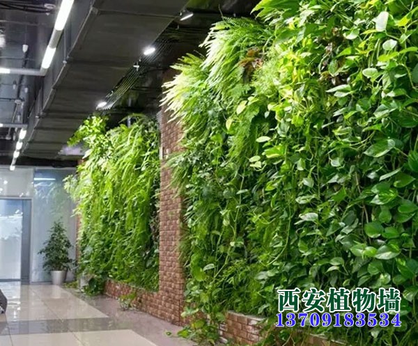 室内吸收甲醛最好的绿色植物