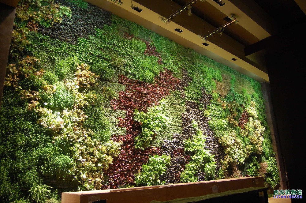 西安植物墙制作公司浅谈建造植物墙的好处