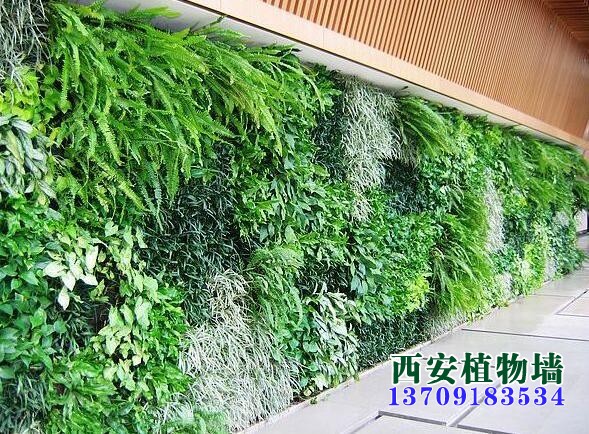 西安植物墙厂家浅谈植物墙喷水的问题